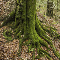 Buy canvas prints of Moss covered tree trunk in a  wood near Cardiff  by Nick Jenkins