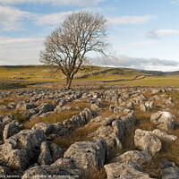 Buy canvas prints of Solitary Tree above Malham by Nick Jenkins