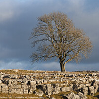 Buy canvas prints of Solitary Tree above Malham Yorks Dales by Nick Jenkins