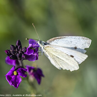 Buy canvas prints of Cabbage White Butterfly on wallflower September  by Nick Jenkins
