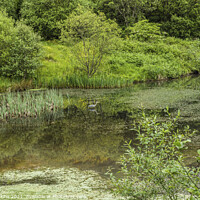 Buy canvas prints of Clydach Upper Pond with a Heron Rhondda Fawr by Nick Jenkins