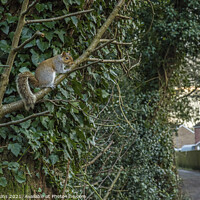 Buy canvas prints of Urbanised Grey Squirrel in a south Wales village by Nick Jenkins