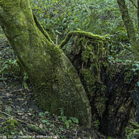 Buy canvas prints of A tree trunk and Tree Stump in Local Woodland by Nick Jenkins