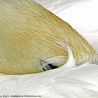 Buy canvas prints of Mute Swan Fast Asleep by Cosmeston Lakes by Nick Jenkins
