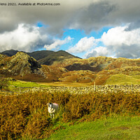 Buy canvas prints of The Coniston Fells and sheep in the Lake District by Nick Jenkins