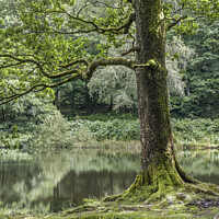 Buy canvas prints of A walk around Yew Tree Tarn in the Lake District  by Nick Jenkins