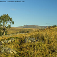Buy canvas prints of Eucalyptus Tree in the Brecon Beacons South Wales by Nick Jenkins