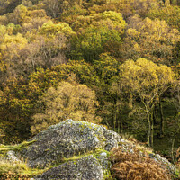 Buy canvas prints of Dinas Woods in Autumn Upper Tywi Valley  by Nick Jenkins