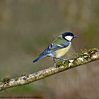Buy canvas prints of Great Tit on a tree twig ( Parus Major) by Nick Jenkins