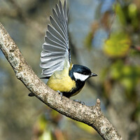 Buy canvas prints of Great Tit with wings outspread (Parus Major) by Nick Jenkins