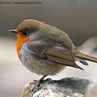 Buy canvas prints of Robin on a rock with feathers fluffed up  by Nick Jenkins