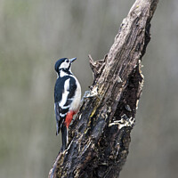 Buy canvas prints of Great Spotted Woodpecker tree trunk (Dendrocopos m by Nick Jenkins
