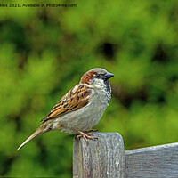 Buy canvas prints of House Sparrow on a Bench (Passer domesticus) by Nick Jenkins
