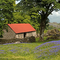 Buy canvas prints of Emsworthy Bluebell Fields Dartmoor National Park by Nick Jenkins