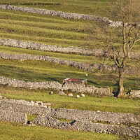 Buy canvas prints of Malhamdale Drystone Walling with sheep and tree by Nick Jenkins