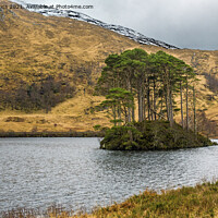 Buy canvas prints of Pines Island Loch Eilt North West Scotland by Nick Jenkins