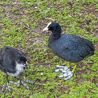 Buy canvas prints of Adult Coot and Chick Roath Park Lake Cardiff by Nick Jenkins