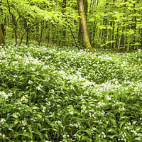 Buy canvas prints of Ramsons or Wild Garlic in Woodland north of Cardif by Nick Jenkins