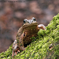 Buy canvas prints of Common Frog Rana temporaria climbing a mossy tree by Nick Jenkins