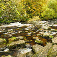 Buy canvas prints of East Dart River at Dartmeet Dartmoor National Park by Nick Jenkins