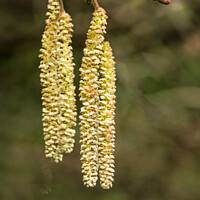 Buy canvas prints of Small clump of Hazel catkins in early Spring by Nick Jenkins