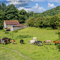Buy canvas prints of Cows in a Meadow Gloucestershire side of River Wye by Nick Jenkins