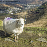 Buy canvas prints of Rhondda would not be Rhondda without sheep by Nick Jenkins