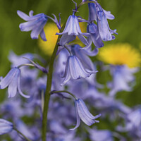 Buy canvas prints of Bluebells close up in April with dandelions behind by Nick Jenkins