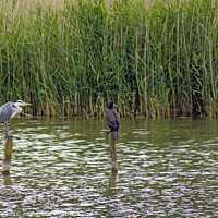 Buy canvas prints of Heron and Cormorant on poles on a reedy cosmeston  by Nick Jenkins