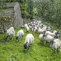 Buy canvas prints of An advancing army of sheep at Hubberholme  by Nick Jenkins
