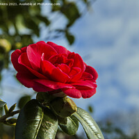 Buy canvas prints of Red Camellia Japonica against sky March  by Nick Jenkins