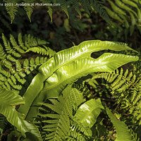 Buy canvas prints of Ferns all together in a local woodland in Wales by Nick Jenkins