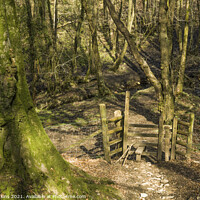 Buy canvas prints of A woodland scene near Cardiff with trees and woode by Nick Jenkins