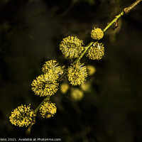 Buy canvas prints of European Pussy Willow or Salix Caprea in March  by Nick Jenkins