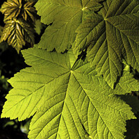 Buy canvas prints of Sycamore Leaves in March Springtime by Nick Jenkins