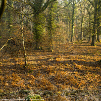 Buy canvas prints of Forest of Dean One February Morning  by Nick Jenkins