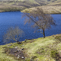 Buy canvas prints of Trees at the Grwyne Fawr Reservoir Black Mountains by Nick Jenkins