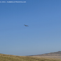 Buy canvas prints of Red Kite Milvus Milvus flying over the Black Mount by Nick Jenkins