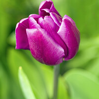 Buy canvas prints of Dark Pink Tulip in April  by Nick Jenkins