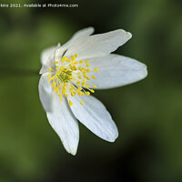 Buy canvas prints of Wood Anemone in Woods in April  by Nick Jenkins