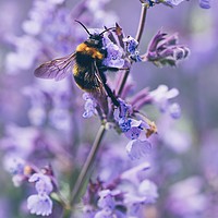 Buy canvas prints of Bumbling amongst the lavender by Iona Newton