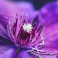 Buy canvas prints of Purple and magenta  by Iona Newton