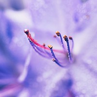 Buy canvas prints of Soft Lilac by Iona Newton