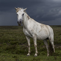 Buy canvas prints of New Forest Pony by Greg Edgings