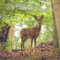 Buy canvas prints of Roe deer in the woods by gary ward