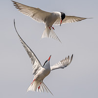 Buy canvas prints of tern to me by gary ward