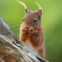 Buy canvas prints of Red Squirrel  by gary ward