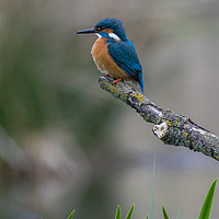 Buy canvas prints of Kingfisher Ready to go! by gary ward