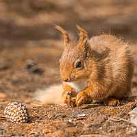 Buy canvas prints of Red Squirrel  by gary ward
