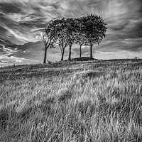 Buy canvas prints of Copt Barrow Trees in Mono by gary ward